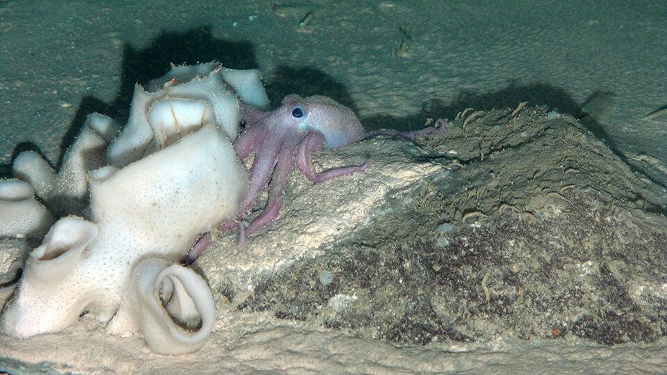 Sea creature on the seabed