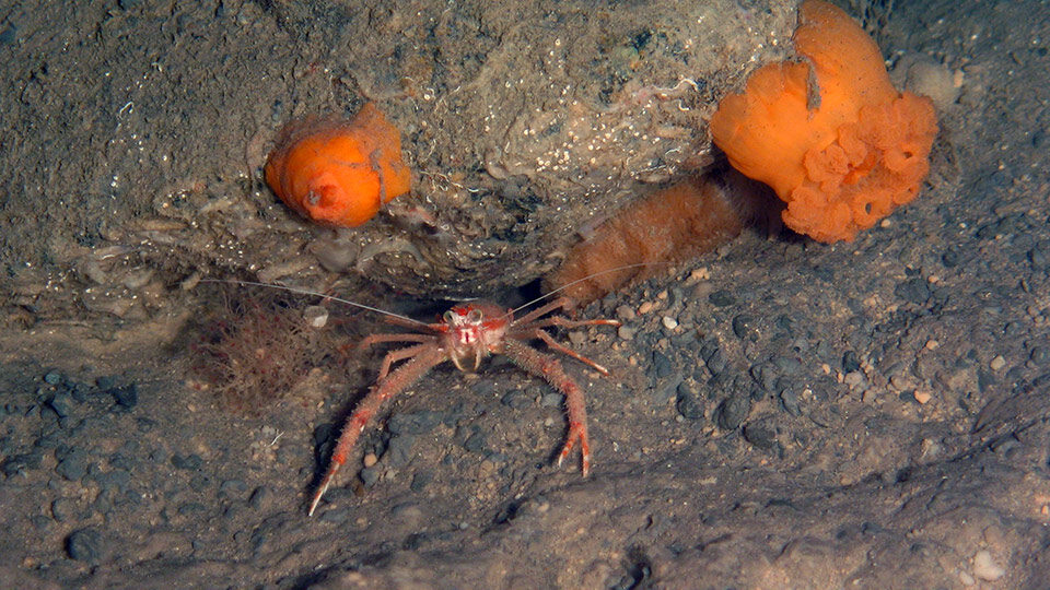 Sea crustacean on the seabed