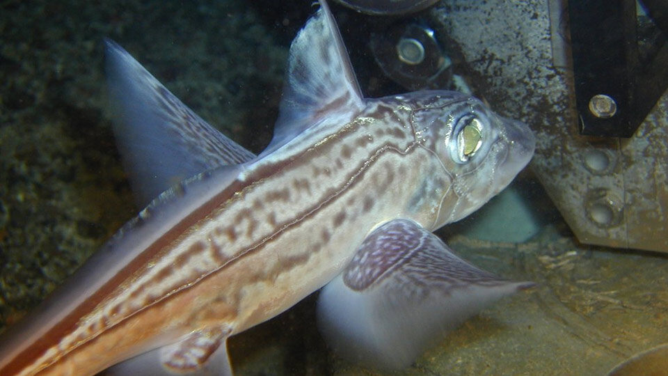 SERPENT Chrimera monstrosa under ROV