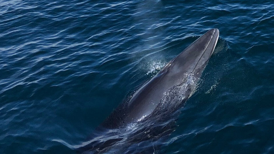 Whale in the ocean