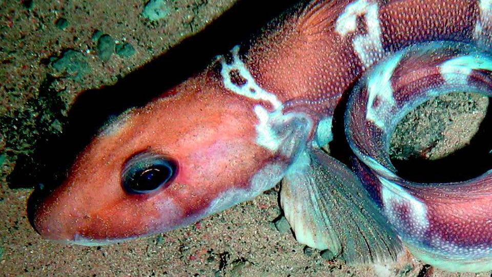 Sea creature on the seabed