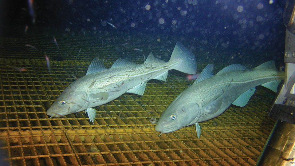 Two fish swimming over subsea structure