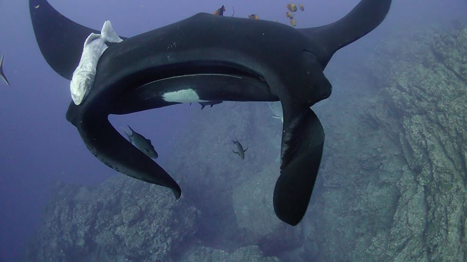 Manta ray in the ocean